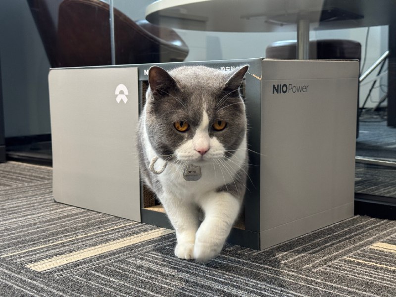 16斤的大猫，进出“换电站”的感觉。配图