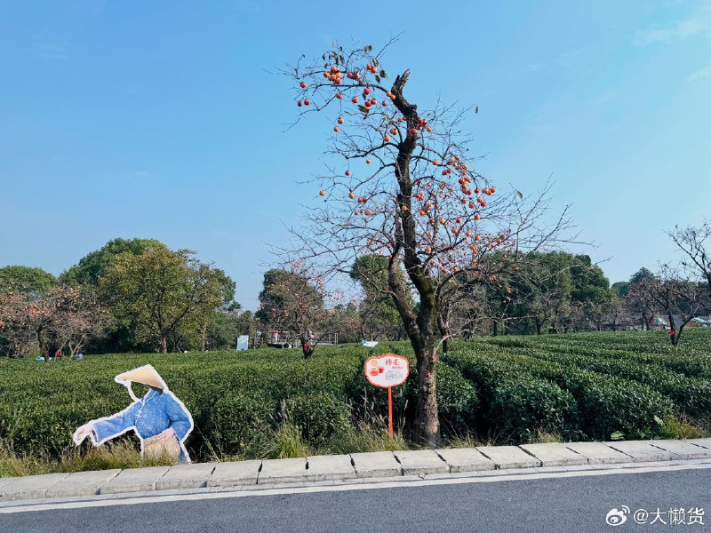 这是又进步了，话说柿子在哪领[doge]配图