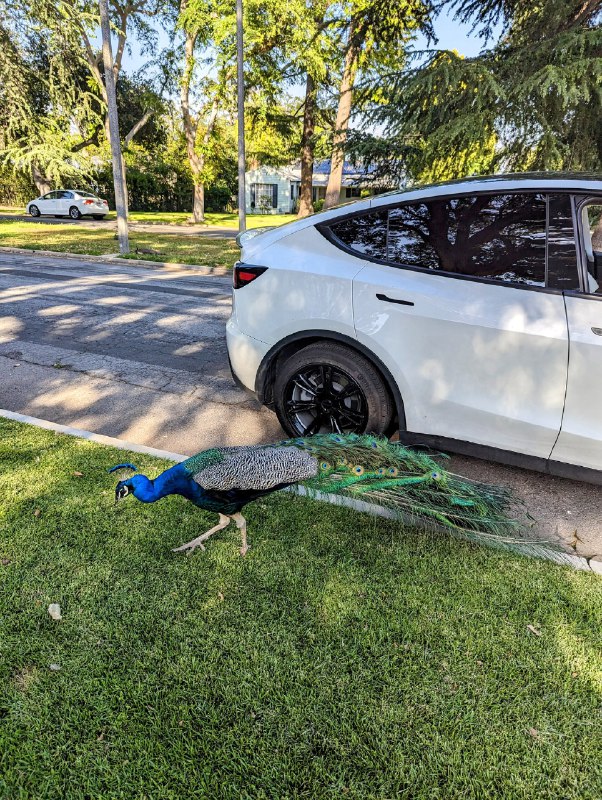 Play any media from your vehicle’s external speaker via Tesla Boombox视频封面
