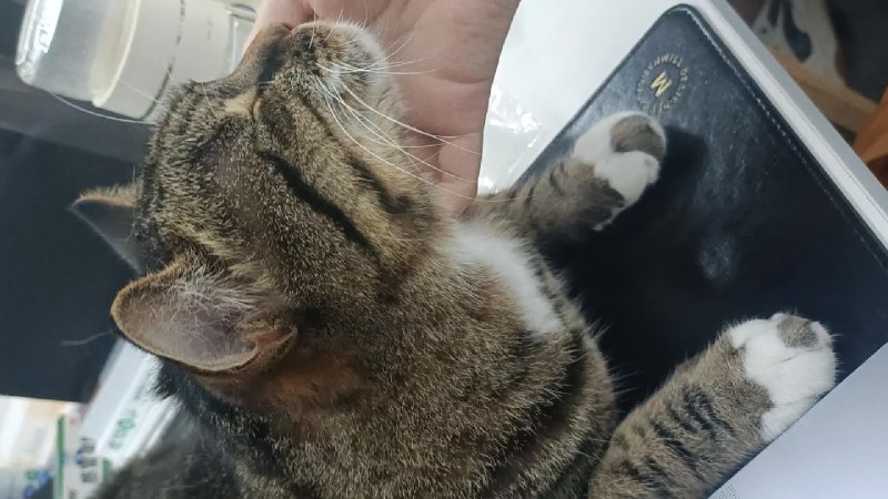 今天是国际猫咪日，这条微博就不聊车了，给大家看看我司的库喵。😎视频封面