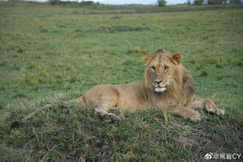 狮子🦁：苍蝇比人烦。 肯尼亚·Masai Mara National Park配图